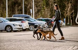 Turvallisuuspäällikkö Annika Kontinahon koirat Arttu ja Maya pääsevät toisinaan mukaan työmatkoille.